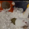 お気に入りの玩具♡ハウスの中をよーく見ると…？