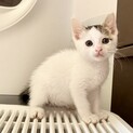 アイラインの可愛いおっとりパンちゃん