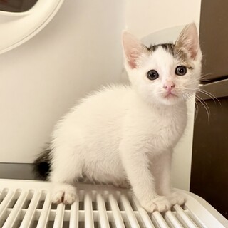 アイラインの可愛いおっとりパンちゃん