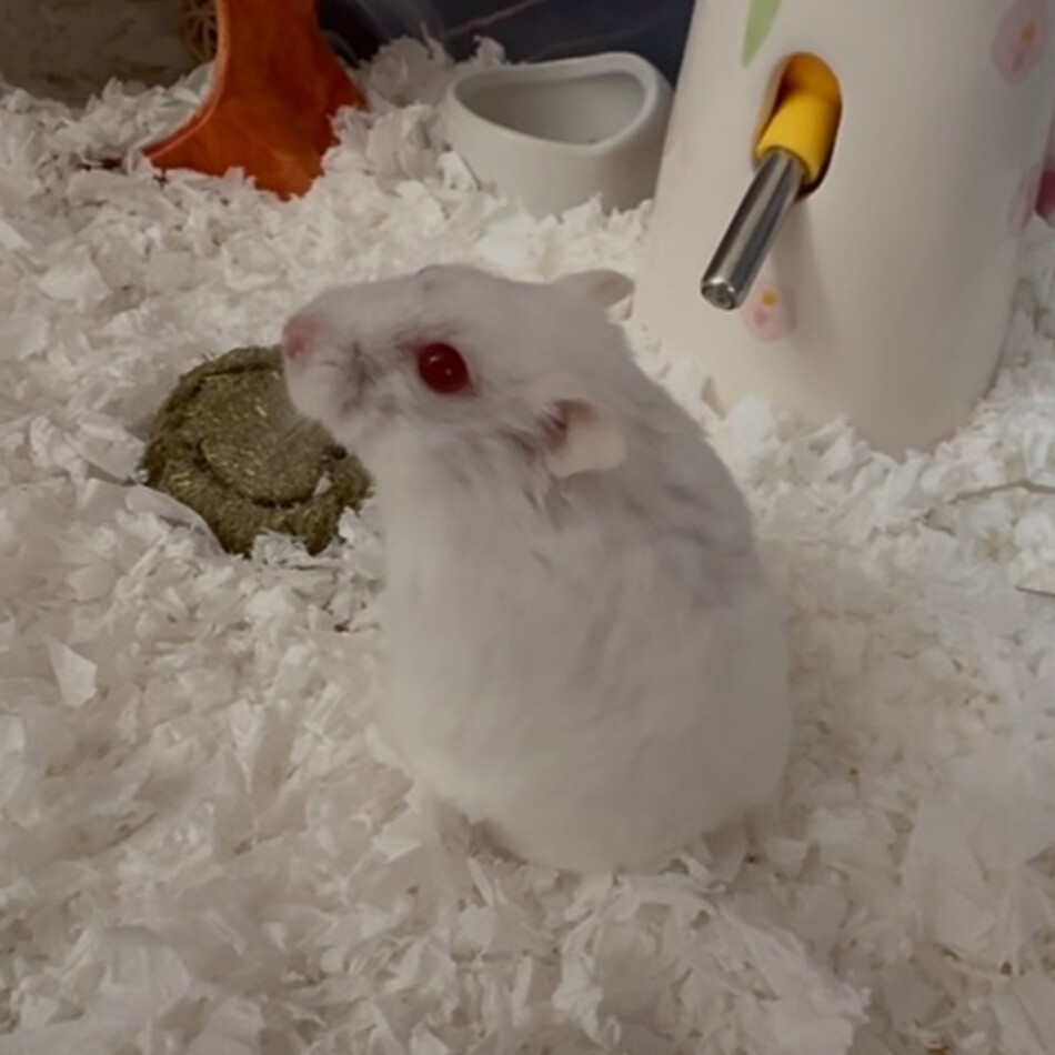 るびのカバー写真