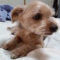 ヨーキー×ミニチュアシュナイザーのおじいちゃん