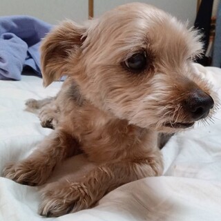 ヨーキー×ミニチュアシュナイザーのおじいちゃん