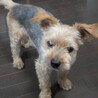 ヨーキー×ミニチュアシュナイザーのおじいちゃん サムネイル2