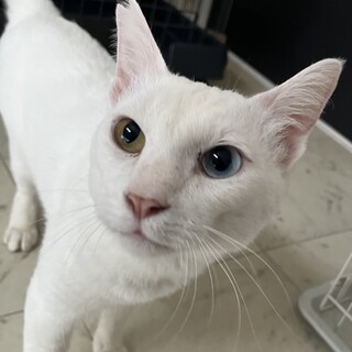 オッドアイの男の子です