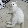 長毛の美猫さんです。