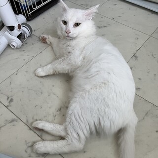 長毛の美猫さんです。