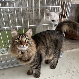 長毛の綺麗な女の子です