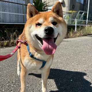 人が大好きな柴犬風の 【京(きょう)】くん！