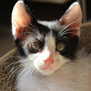 人慣れ抜群♡好奇心旺盛はちくん2ヶ月♂