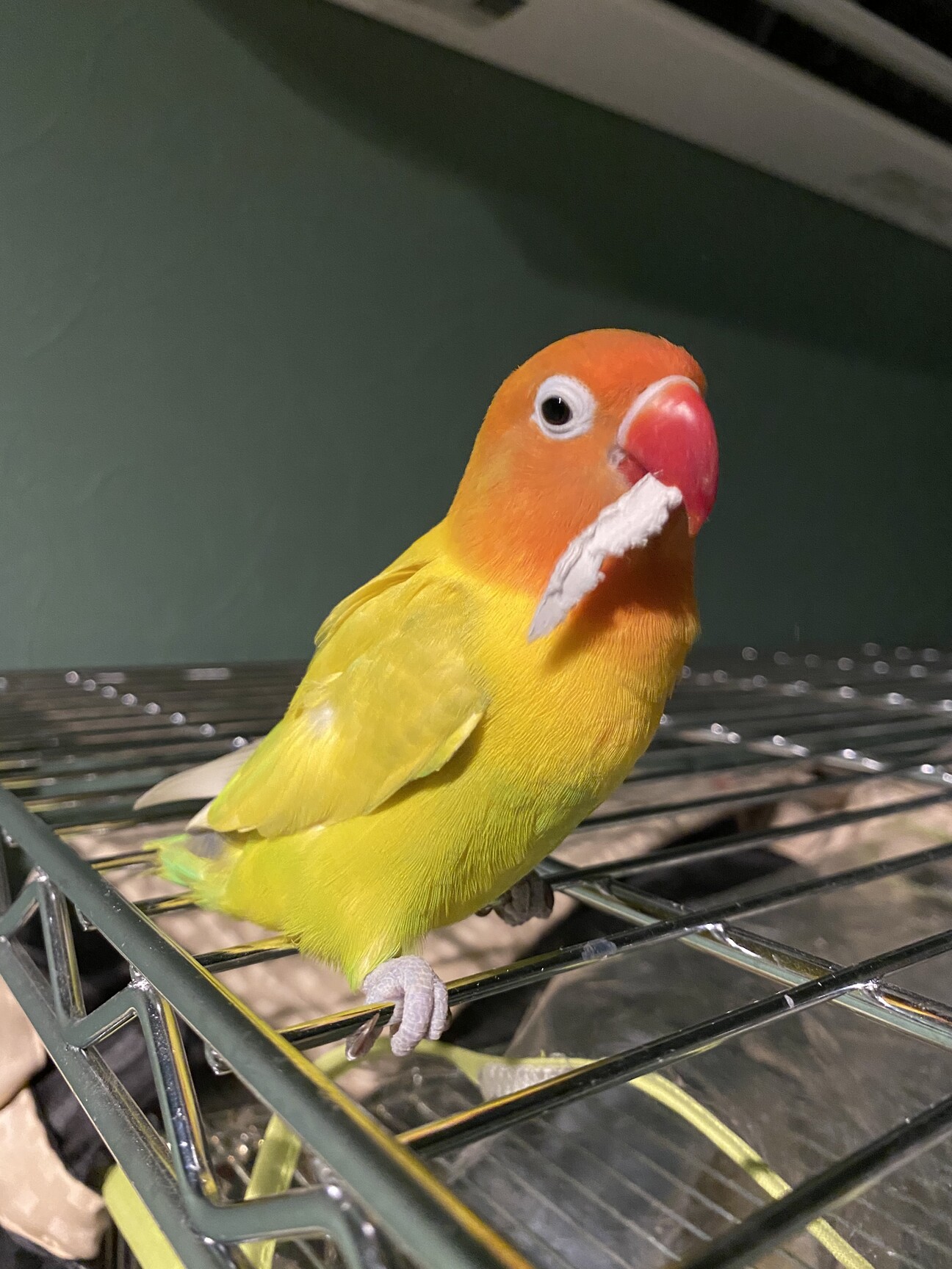 山吹色のボタンインコちゃ」新潟県 - 鳥の里親募集(522285