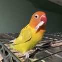 山吹色のボタンインコちゃんの里親募集