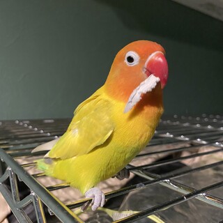 山吹色のボタンインコちゃんの里親募集