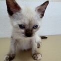 トライアル決定！シャムミックス猫　アビちゃん