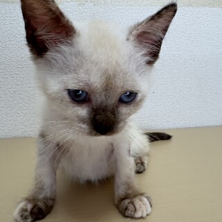 トライアル決定！シャムミックス猫　アビちゃん