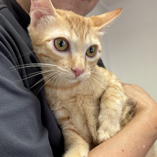 美ニャン兄弟♡茶トラ　チャー君