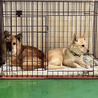 多頭飼育崩壊から保護した女の子２頭＊県外譲渡可