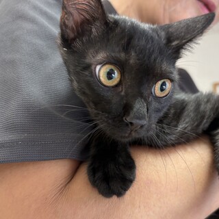 トライアル決定！美ニャン兄弟♡黒トラ猫　マメ君