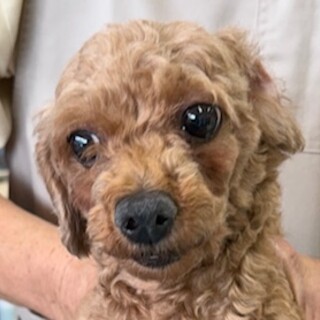 プードルの女の子