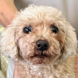 プードルの女の子