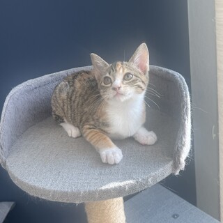 クリクリ瞳のキルちゃん❤︎早期不妊手術済み2ヶ月