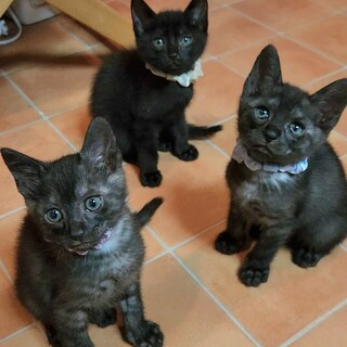 やんちゃな3兄弟！