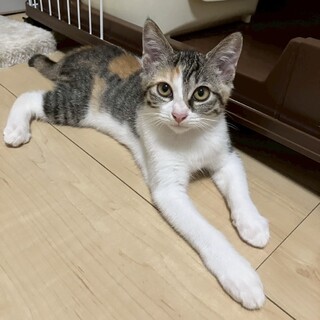 おてんばで活発な美人さん❤︎あさひちゃん