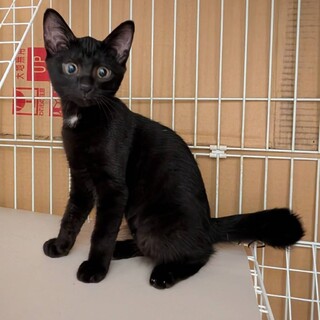 避妊手術完了★黒い美少女パート2 仮名ジジちゃん