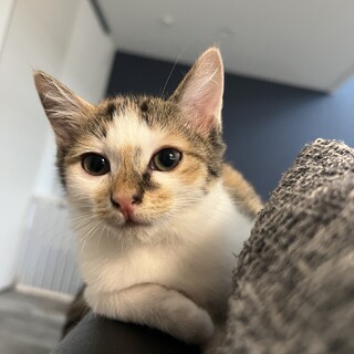 のんびり女子のルリちゃん❤︎早期不妊手術済み2ヶ月