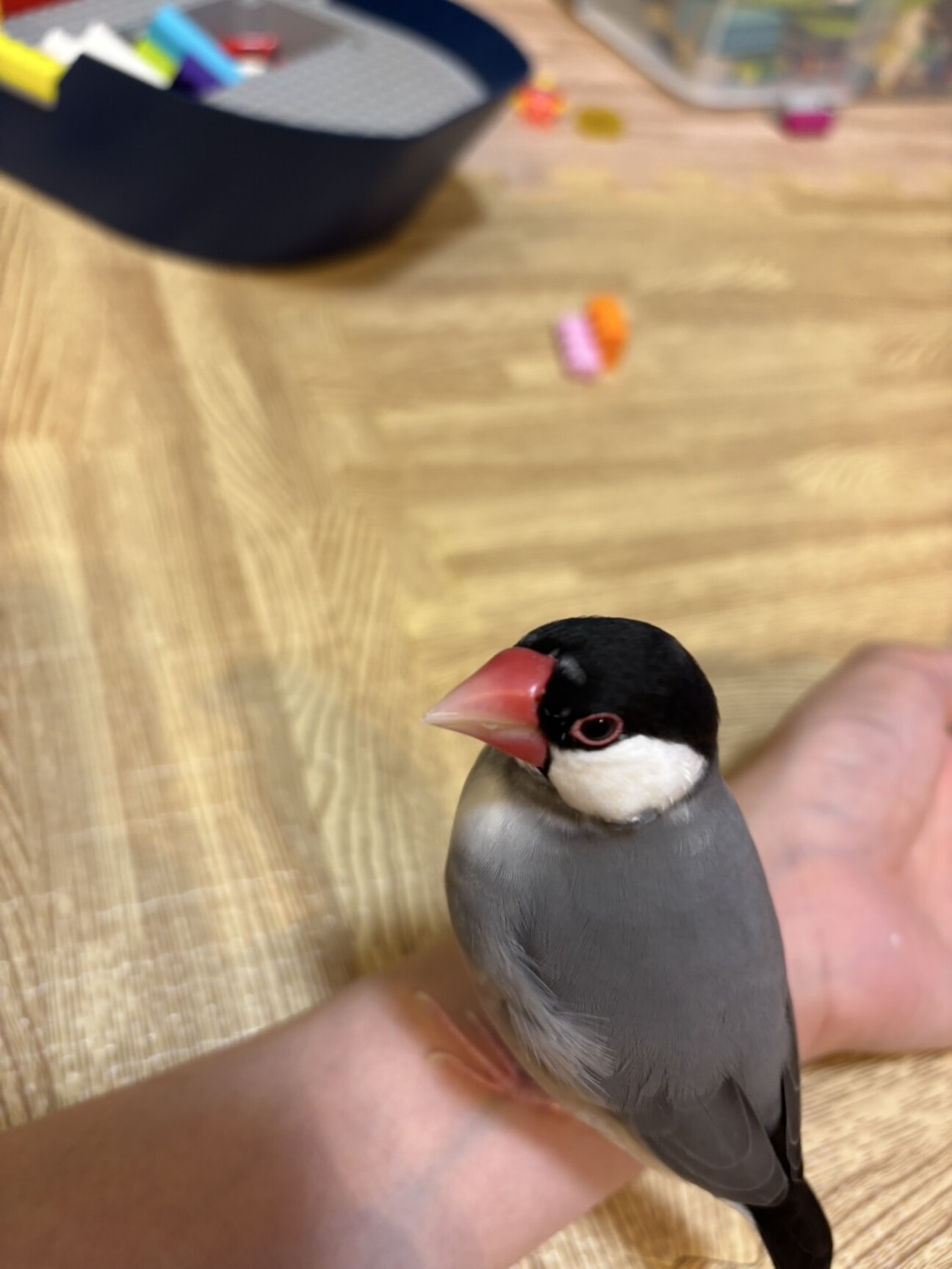 桜文鳥(性別不明)202」神奈川県 - 鳥の里親募集(522769) :: ペット