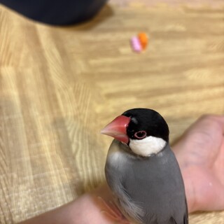 桜文鳥(性別不明)2024.秋うまれ