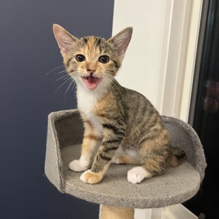 スリスリ猫のリセちゃん❤︎早期不妊手術済み3ヶ月