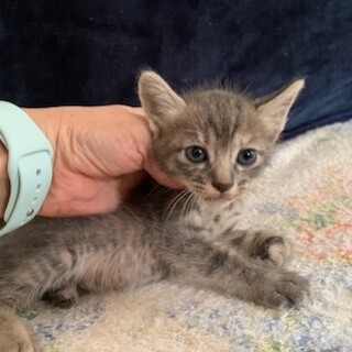 可愛いパステル黒きじニッカちゃん