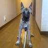 シェパード風のお顔で性格はとっても穏やか優しい子！ サムネイル4
