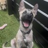 シェパード風のお顔で性格はとっても穏やか優しい子！ サムネイル7