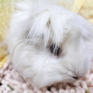 2024年1月生まれのモルモット女の子ゆきみ