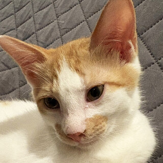 茶白猫3ヵ月♂くるま