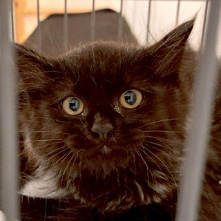 黒猫長毛3ヵ月半♀ジャンタル