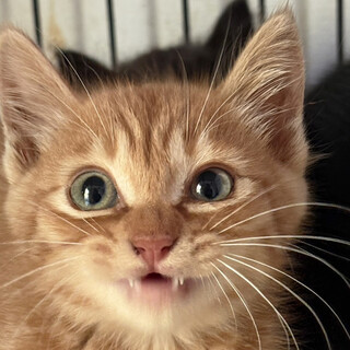 チャトラ3ヵ月半♂フォース