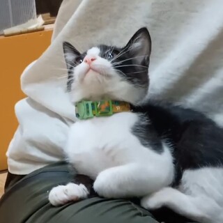 白黒ハチワレ男の子@松山市