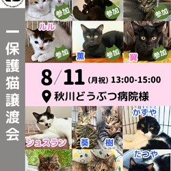 にゃんサポあきる野譲渡会in秋川どうぶつ病院