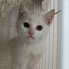 白猫の兄妹4ヶ月半♂はく サムネイル2