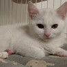 白猫の兄妹4ヶ月半♂はく サムネイル4
