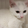 白猫の兄妹4ヶ月半♂はく サムネイル5