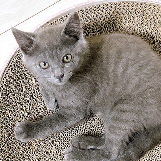 遊び好きで好奇心旺盛なグレートラのあすかちゃん