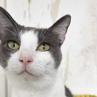 グレーと白の猫♂約3歳たかな