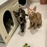 可愛い茶トラ男の子とサビ女の子の兄妹です。 サムネイル3
