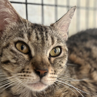 スポット柄の猫♀約3～5歳みずたま