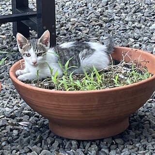 人懐っこい仔猫ちゃんです