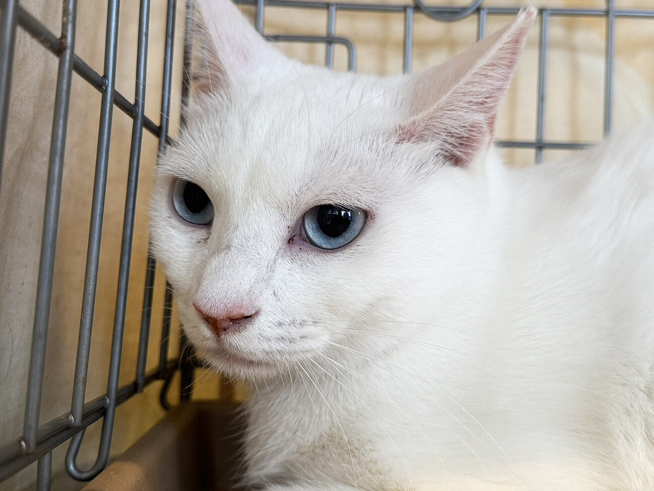 【中古】 海猫のいる伝説/白泉社/伊万里すみ子 白いねこ | オーノワ夫人, こみね ゆら, Madame d' (Marie
