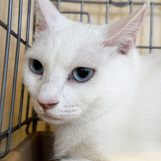 青い瞳の白猫♀約2歳しらこ